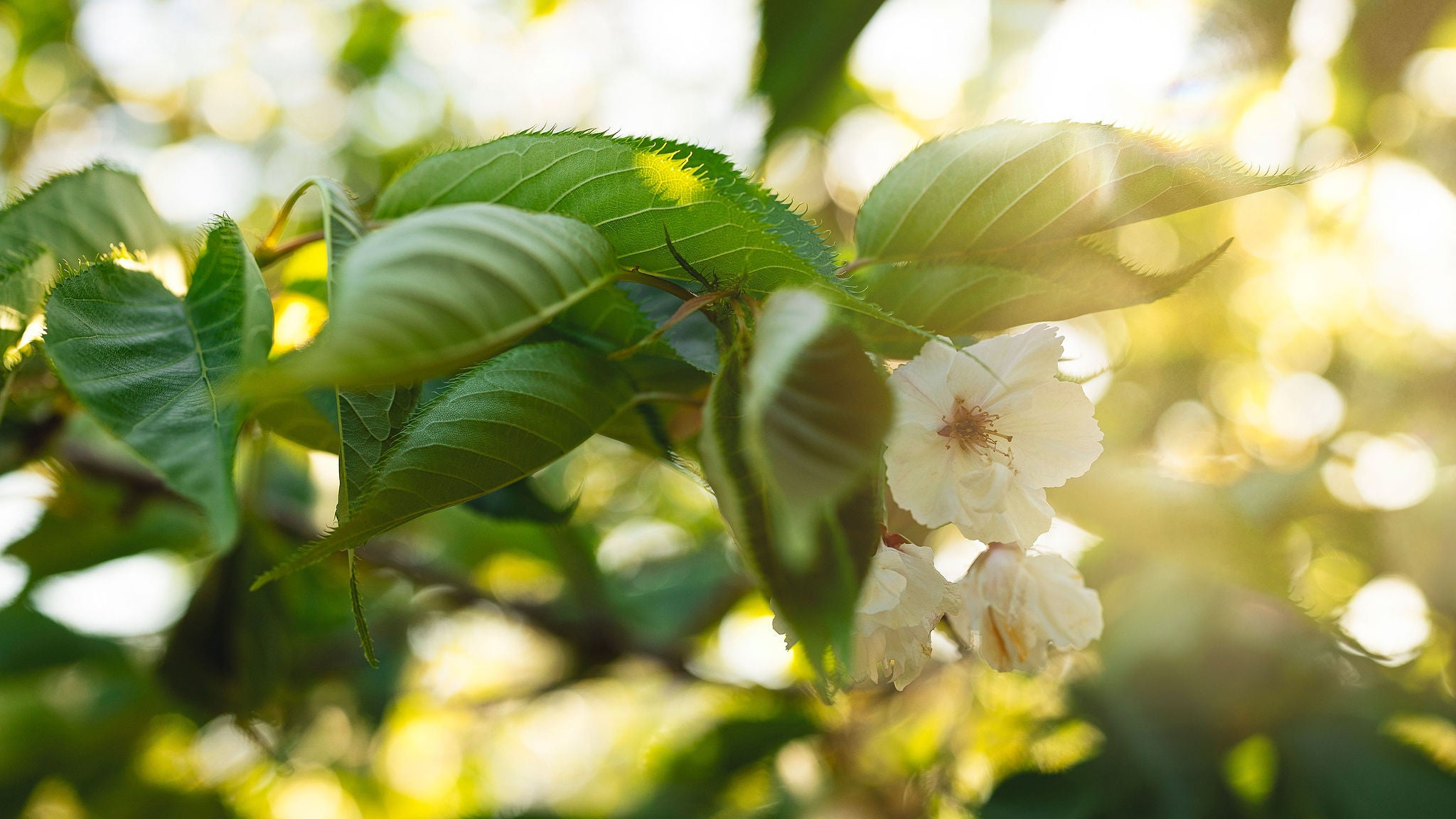 Beautiful apple blossoms and greenery with light signifying the TimeLight Skin Nutrition Ingredients